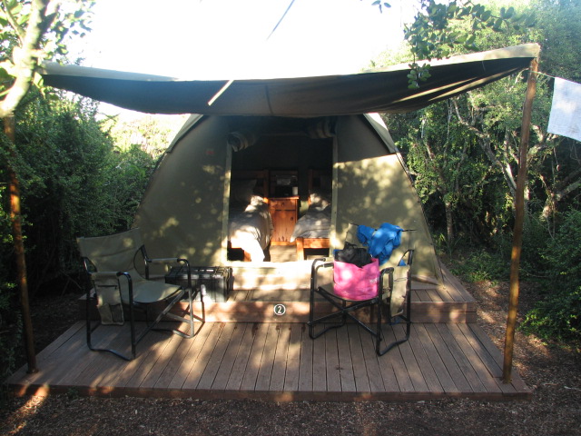 Spekboom camp (and a very hungry mouse)